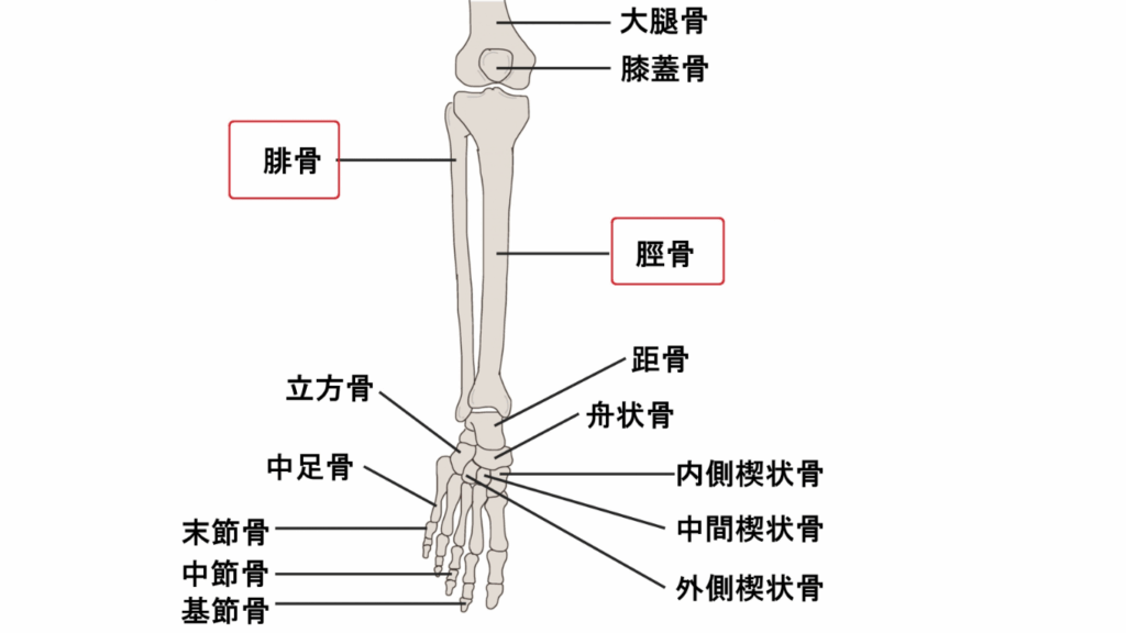 脛骨と腓骨では腓骨の方が細いため、外重心に弱い構造